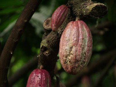 cocoa amazon rain forest