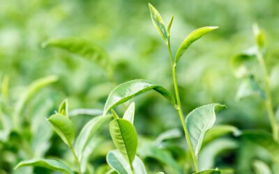 Teavigo®: The World’s Purest EGCG from Green Tea